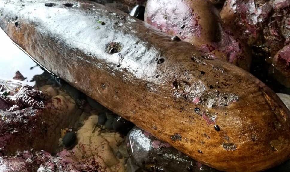 Timber From 17th-Century Spanish Shipwreck Discovered In Caves Off Oregon’s Coast