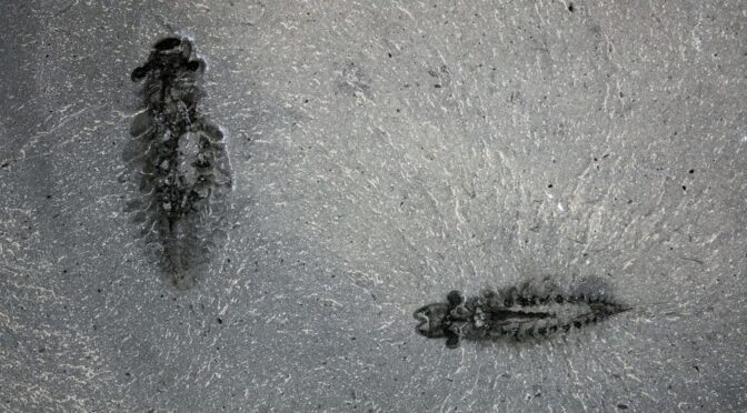 “Astonishing” 500-Million-Year-Old Fossilized Brains Prompt a Rethink of the Evolution of Insects and Spiders