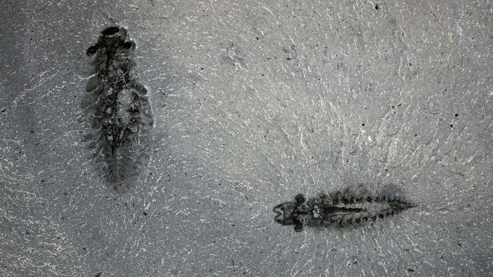 “Astonishing” 500-Million-Year-Old Fossilized Brains Prompt a Rethink of the Evolution of Insects and Spiders