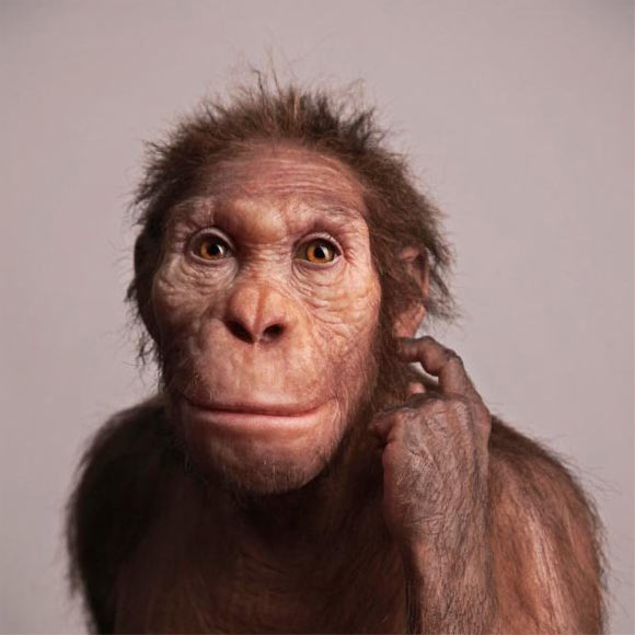 Ancestor Fossils 4 | ARCHAEOLOGY WORLD