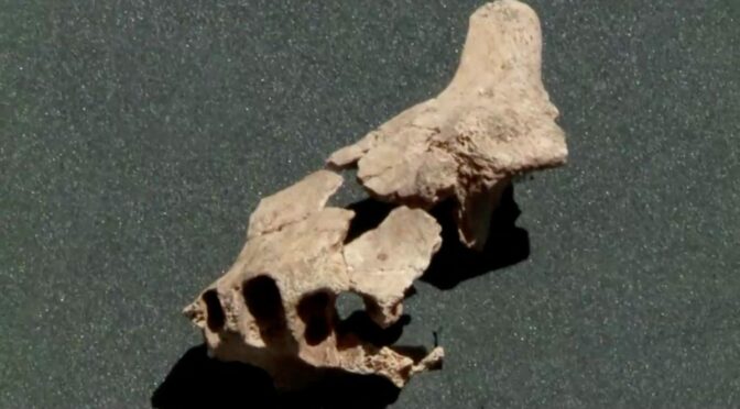 Oldest European human fossil found in Spain
