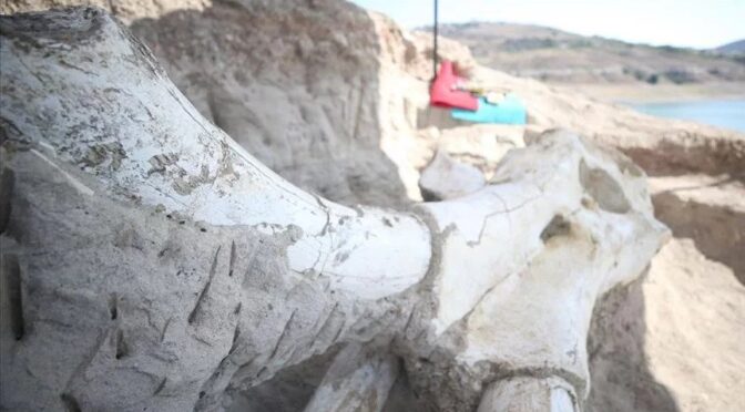 7.5 Million Annual Elephant Skulls Fossil Were Found in Turkey “Choerolophodon Pentelic”