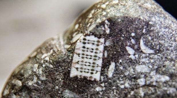 250-Million-Year-Old Stone With Microchip Print Discovered