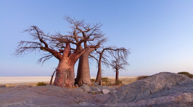 Africa’s 2000-year-old trees of life are suddenly dying off