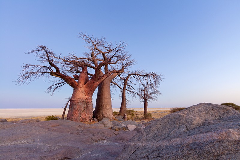 Africa's 2000-year-old trees of life are suddenly dying off