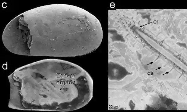 World’s oldest sperm found in Queensland cave