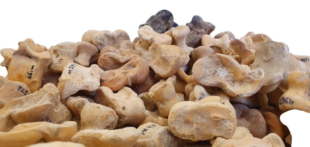 The cache of Ancient Knucklebones Discovered in Israel