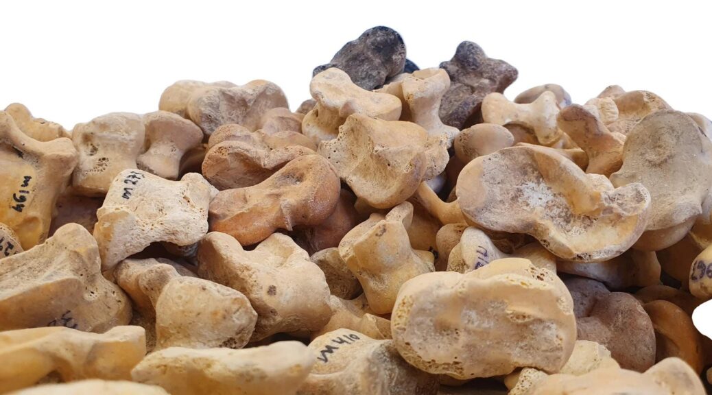The cache of Ancient Knucklebones Discovered in Israel
