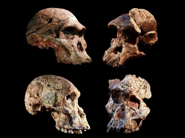 Early Human Evolution: Hominin Fossils in “Cradle of Humankind” May Be a Million Years Older Than Thought