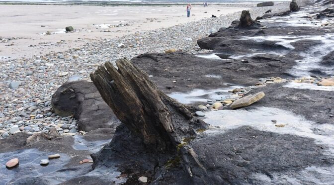 7,000-Year-Old Forest and Footprints Uncovered in the Atlantis of Britain