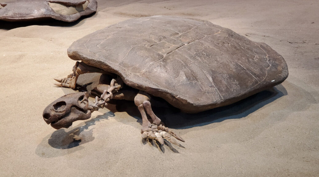 Hell’s Shells: 90 Million-Year-Old Egg From Turtle Bigger Than Humans