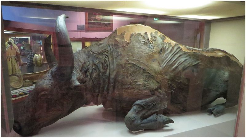 36,000-year-old Meat of a Mummified Bison was used for a Stew