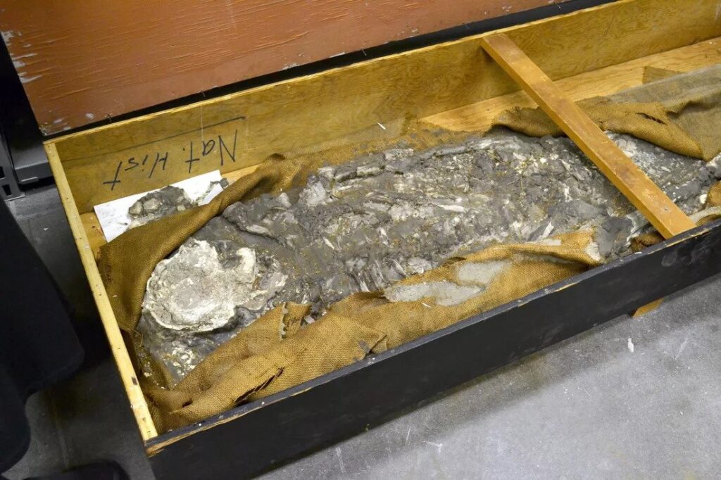 The rediscovery of Noah a 6,500-year-old skeleton, who survived a great flood