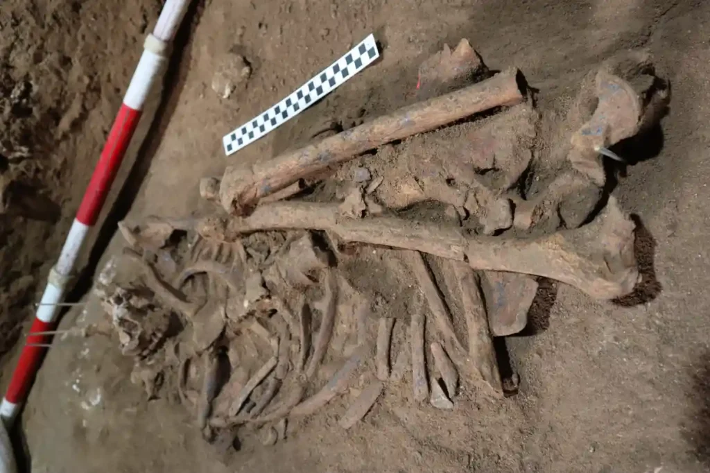 Эксперты говорят, что скелет возрастом 31 000 лет без нижней части левой ноги является самым ранним известным свидетельством хирургического вмешательства.