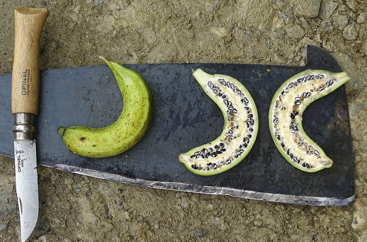 Banana Domestication More Complex Than Previously Thought | ARCHAEOLOGY ...