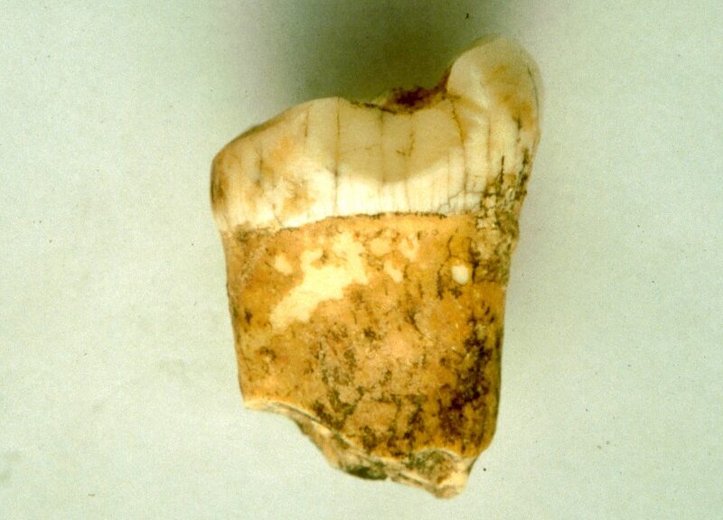 Neanderthals seem to have been carnivores