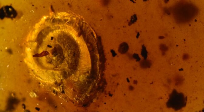 Ancient Snail From 99 Million Years Ago Discovered With Hairs Growing on Shell