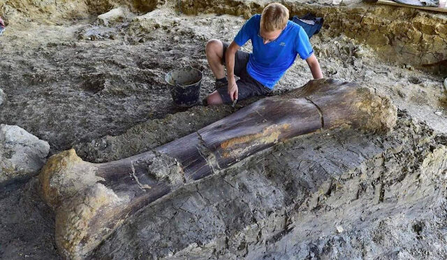 Giant 1,100 Pound bone belonging to sauropod found in France