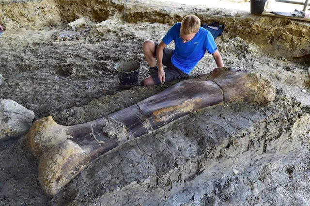 Maxime Lasseron inspects the femur of a Sauropod (AFP/Getty Images)