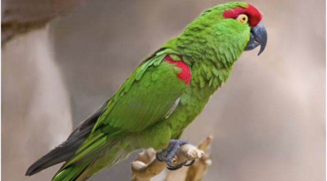 Old bone links lost American parrot to ancient Indigenous bird trade