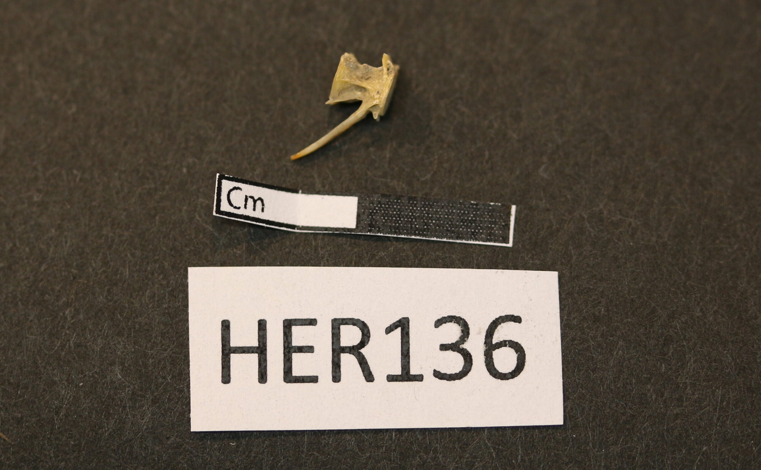 LargeScale Trade in Herring Dates to the Viking Age ARCHAEOLOGY WORLD