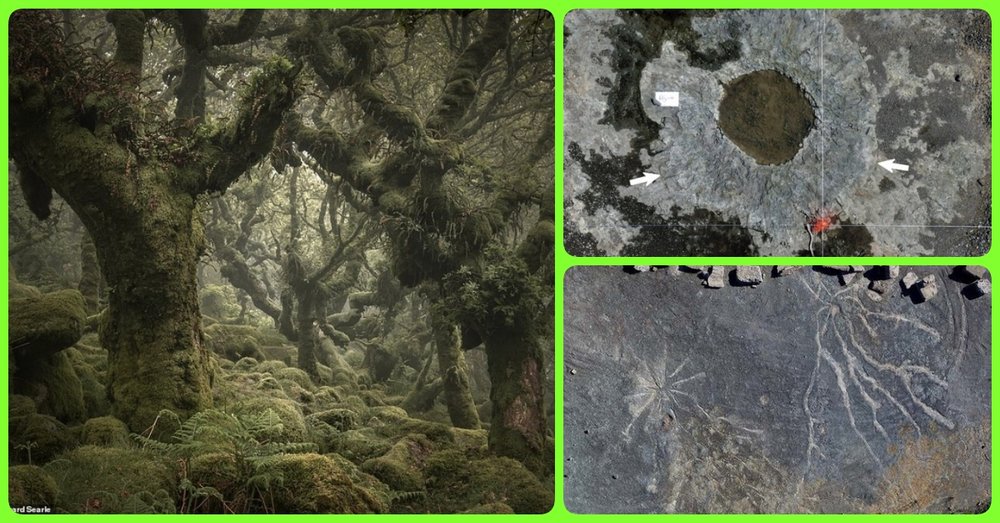 Discovered the Oldest Forest in the World, dating back 386 million years