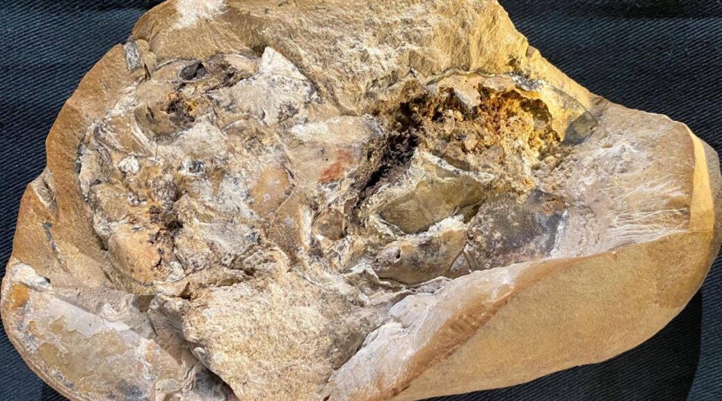 World’s oldest heart preserved in 380 million-year-old armored fish