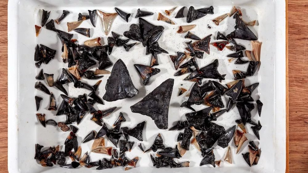 Massive graveyard of fossilized shark teeth found deep in the Indian Ocean