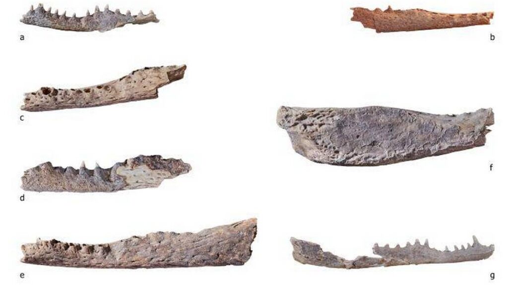 Crocodile heads — buried 4,000 years ago — uncovered in tombs in Egypt, photos show