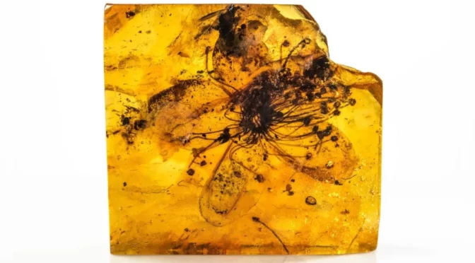 Largest-Known Flower Preserved in Amber Is Nearly 40 Million Years Old