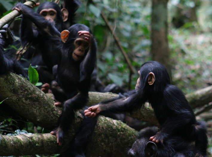 Do the Great Apes Share a Common Language?
