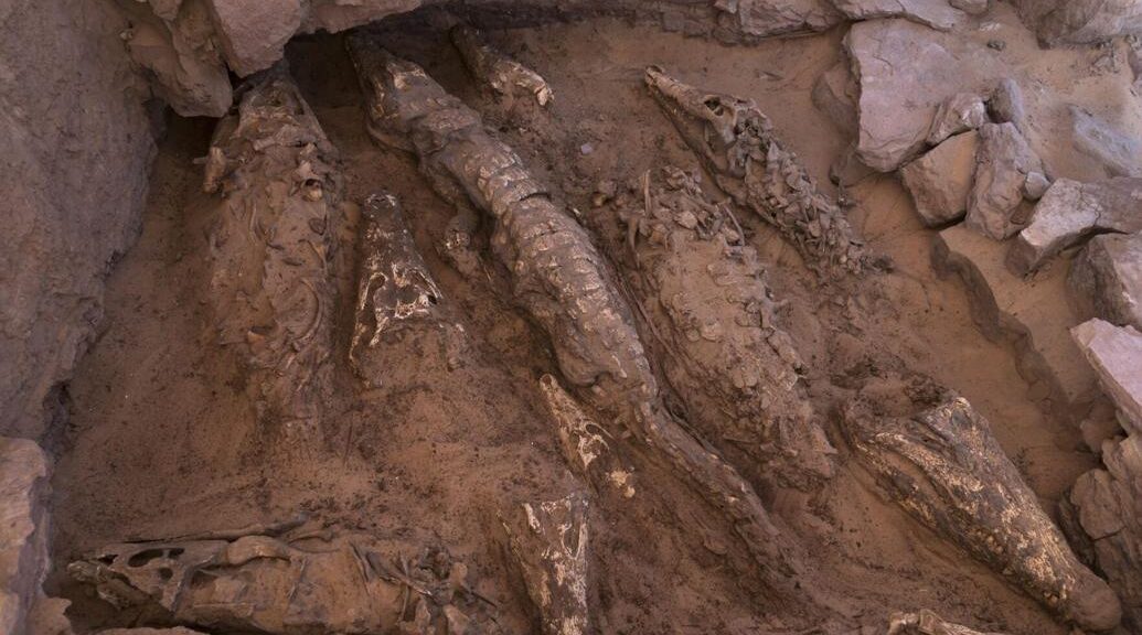 Mummified crocodiles give insight into ancient embalming techniques
