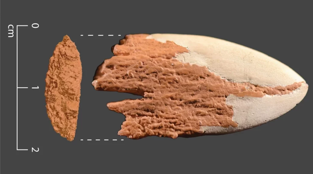 Research Team Identifies Oldest Bone Spear Point In The Americas