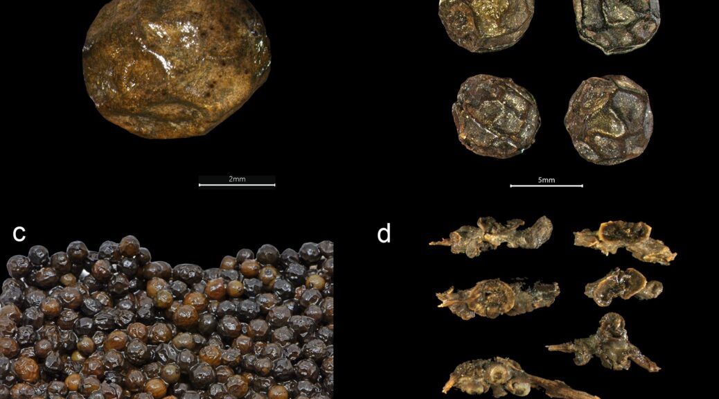 A trove of spices from around the world found on sunken fifteenth-century Norse ship