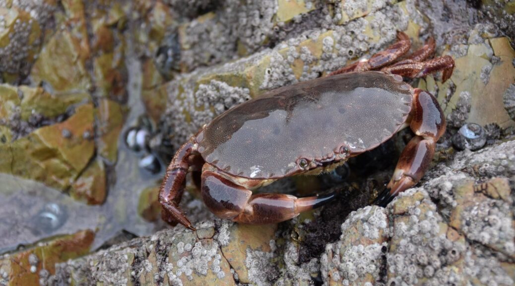 Neanderthals Enjoyed Seaside Crab Roasts in Portugal