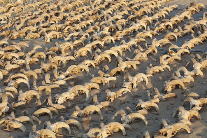В Абидосе обнаружены тысячи мумифицированных бараньих голов