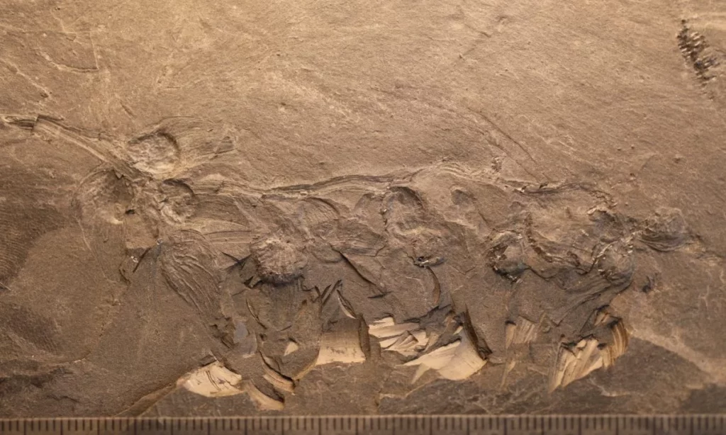 Китайские палеонтологи обнаружили цветок возрастом 170 миллионов лет