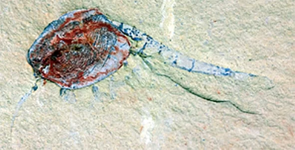 Paleonursery offers a detailed glimpse at life 518 million years ago