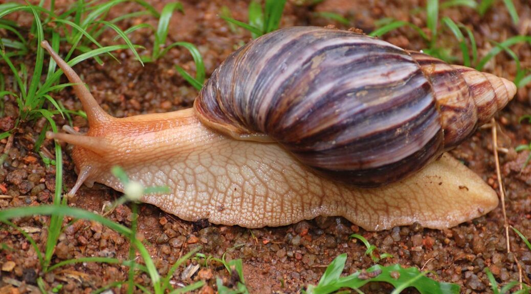 What did Homo sapiens eat 170,000 years ago? Roasted, supersized land snails