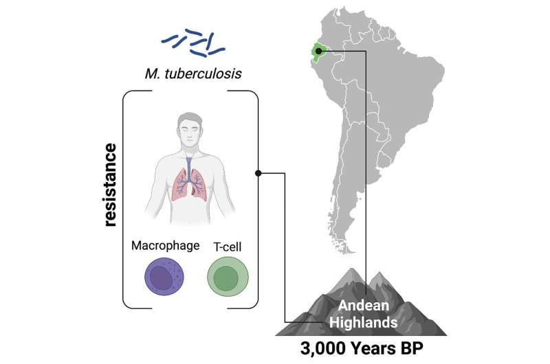 Genomic study reveals signs of tuberculosis adaptation in ancient Andeans