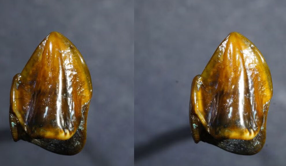 Fossilized teeth dating back 9.7 million years could 'rewrite' human history