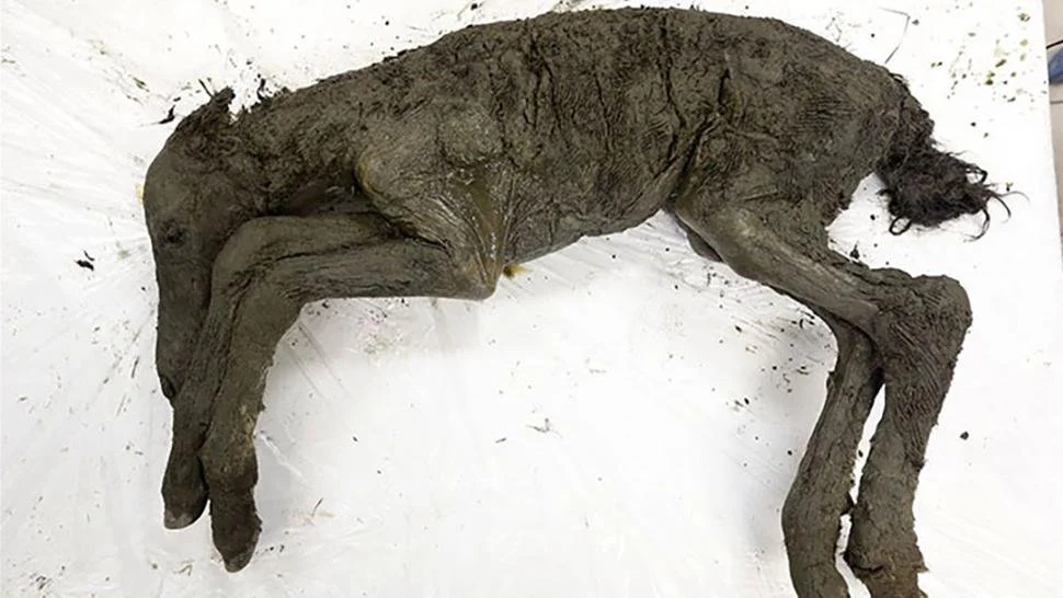 A 42,000-Year-Old Foal Entombed in Ice Still Had Liquid Blood in Its Veins