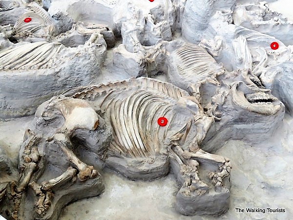 Hundreds of Well Preserved Prehistoric Animals have been found in an Ancient Volcanic Ashbed in Nebraska
