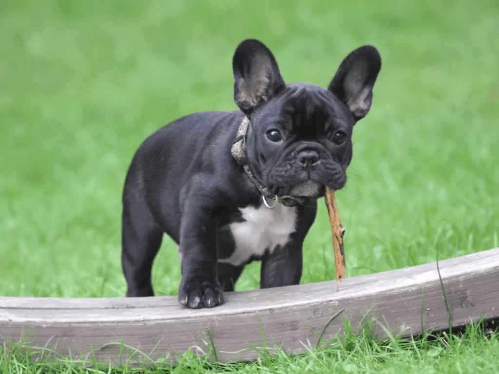 New research, proves that Romans were breeding small bulldogs