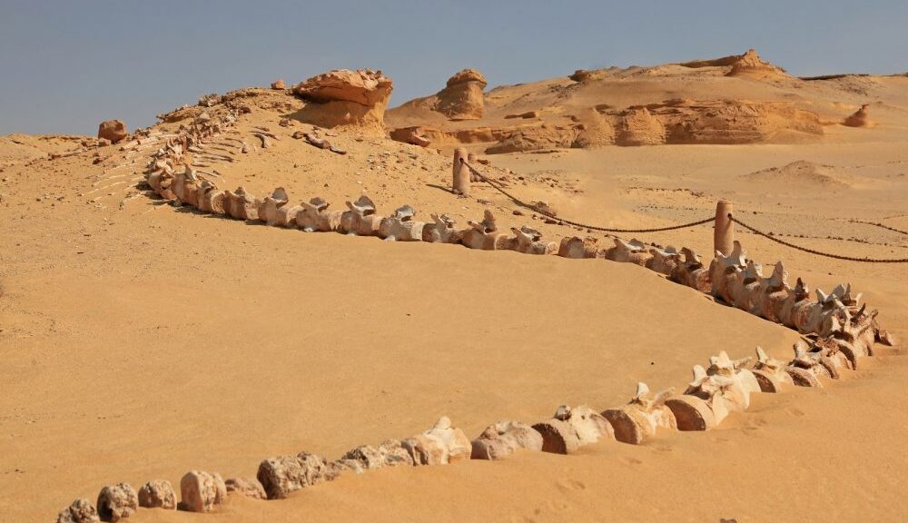 The Valley of Whales in the Middle of Egypt’s Desert is Millions of Years old