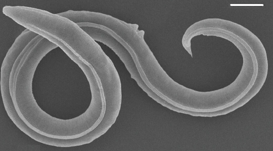 Ancient Siberian worm came back to life after 46,000 years, and began reproducing!