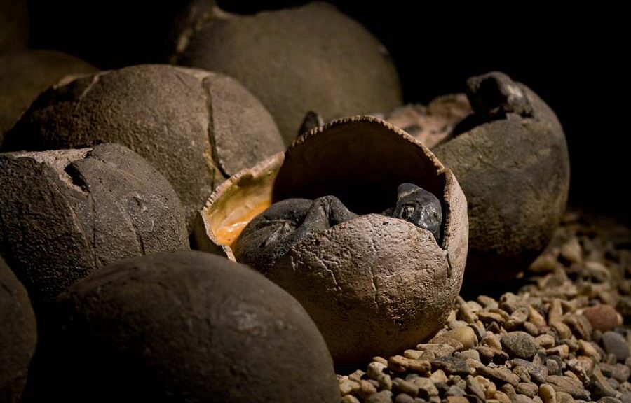 World-First Fossil Shows Dinosaur Sitting On Clutch Of Eggs Like A Bird