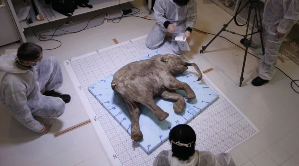 Well-Preserved, 42,000-Year-Old Baby Woolly Mammoth Emerges From Yukon Permafrost