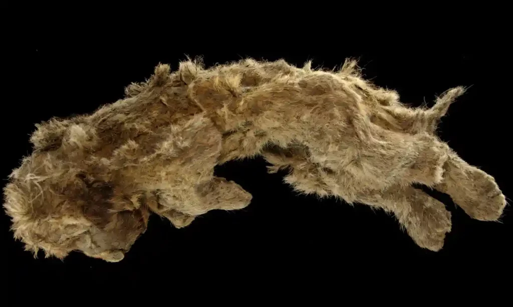 Meet Sparta, the 28,000 Year Old Perfectly Preserved Lion Cub