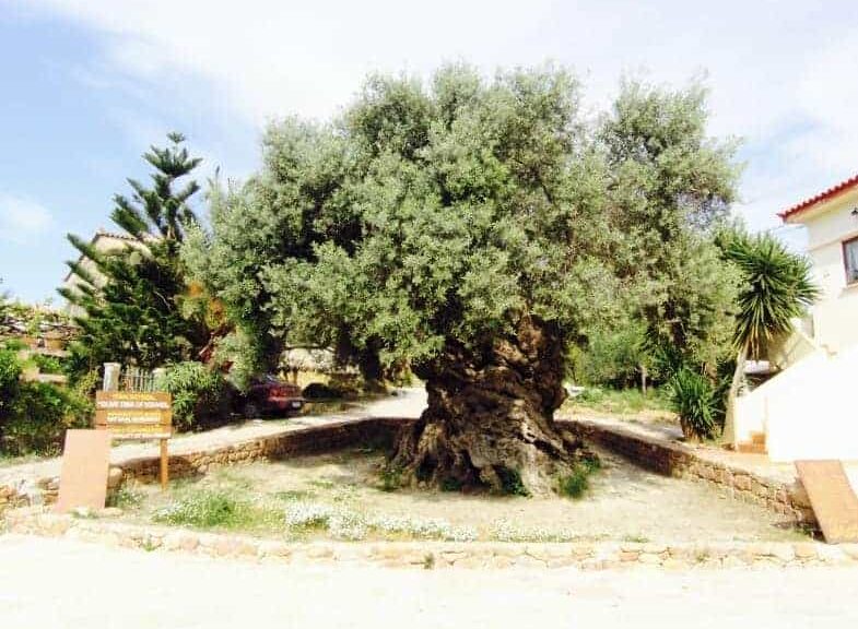 A 3,000-Year-Old Olive Tree on the Greek Island of Crete Still Produces Olives Today
